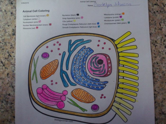 Animal cell coloring answers