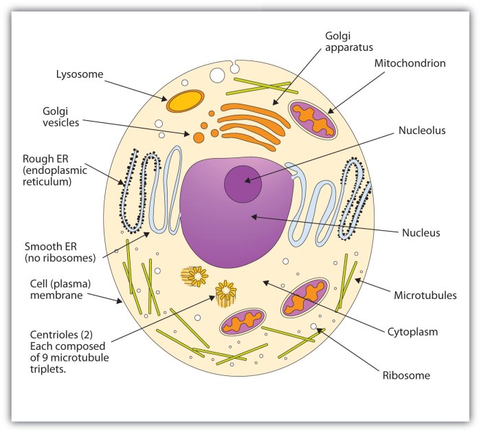 Animal cell coloring guide