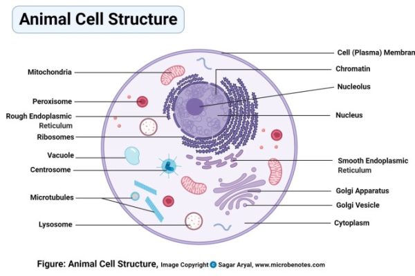 Animal cell coloring guide answer key