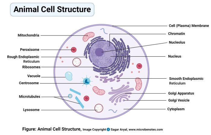 Animal cell coloring guide answer key