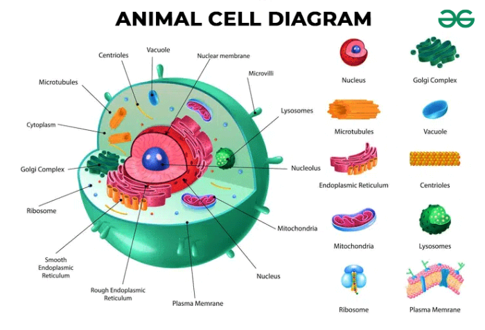 Biology corner animal cell coloring