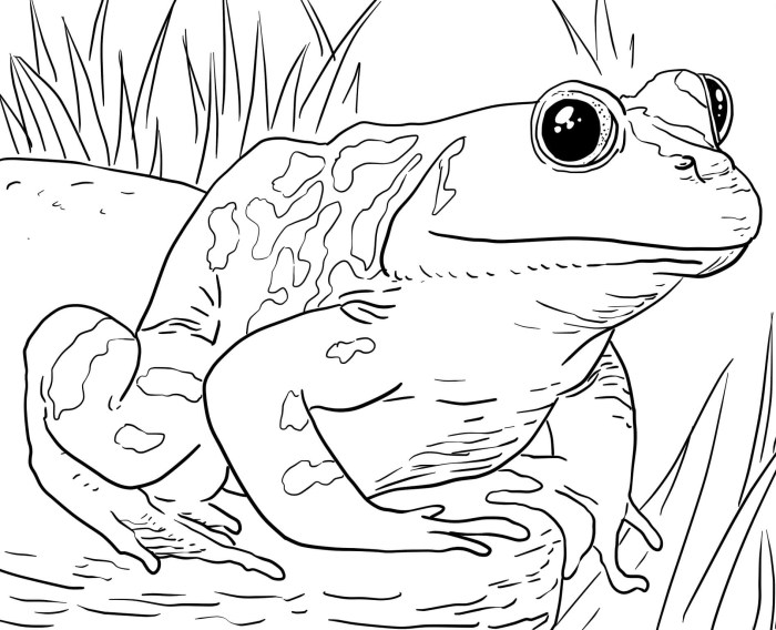 Animal coloring book pages