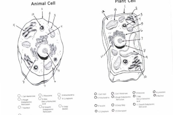 Plant and animal cell coloring worksheets