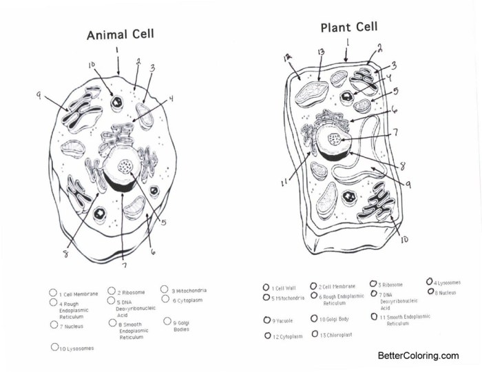 Plant and animal cell coloring worksheets