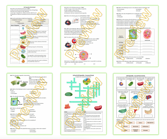 Animal cell coloring answers