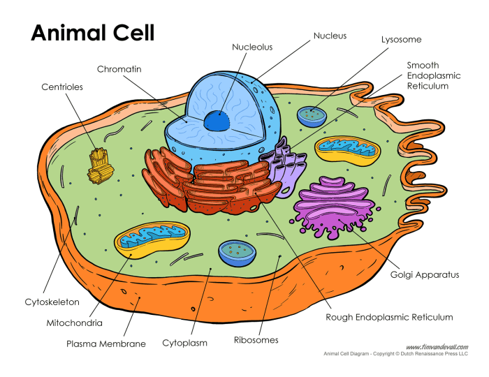 Animal cell coloring with labels