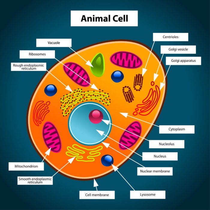 Animal cell coloring answers