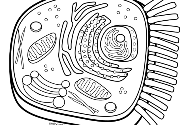 Animal cell coloring page