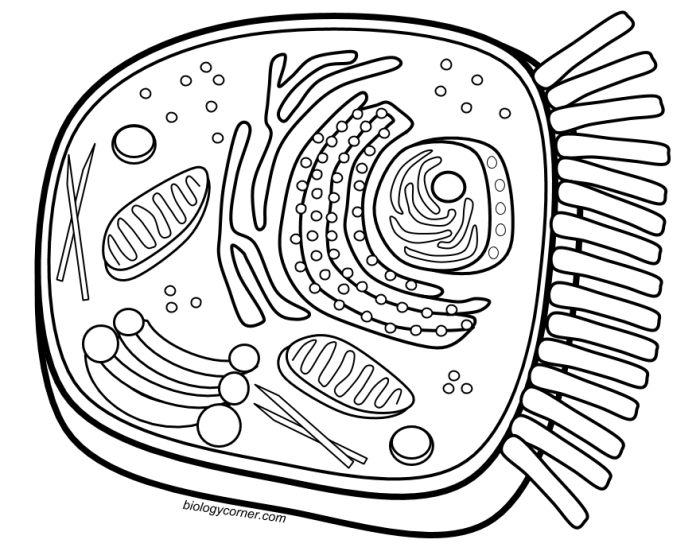 Animal cell coloring page