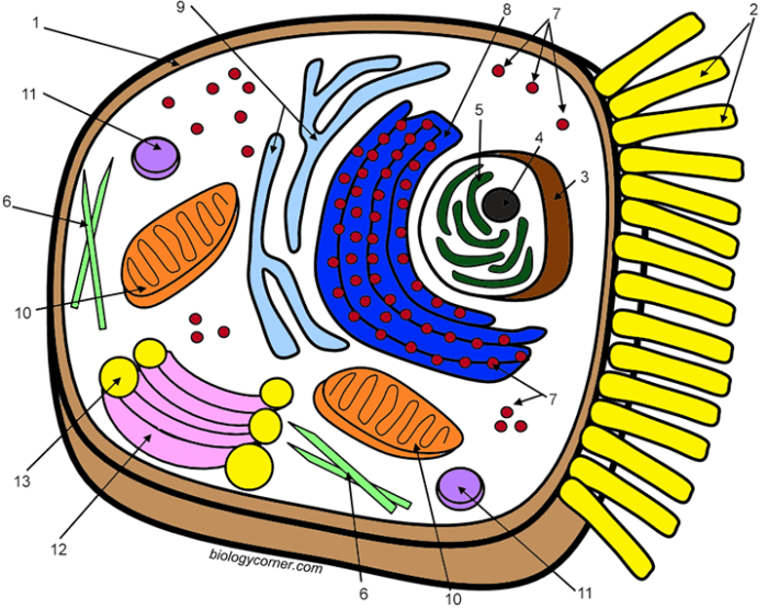 Animal cell coloring guide