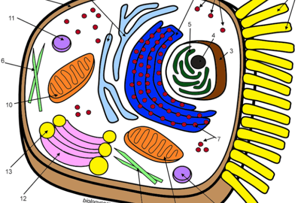 Animal cell coloring answer key biology corner