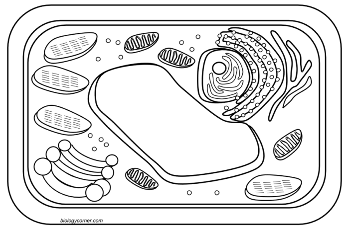 Plant and animal cell coloring worksheets