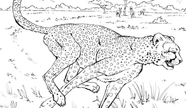 Realistic coloring pages animals