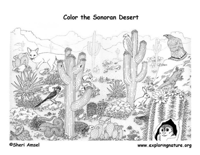 Desert animal coloring pages