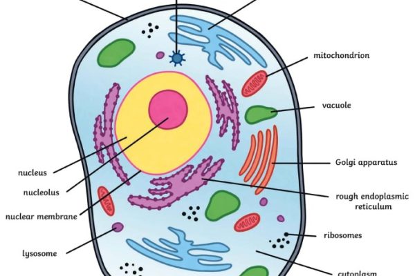 Animal cell coloring with labels