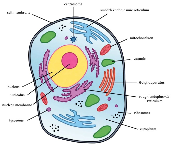 Animal cell coloring with labels