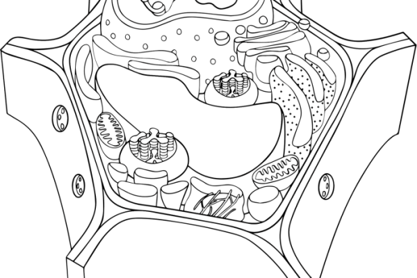 Coloring the cell animal and plant