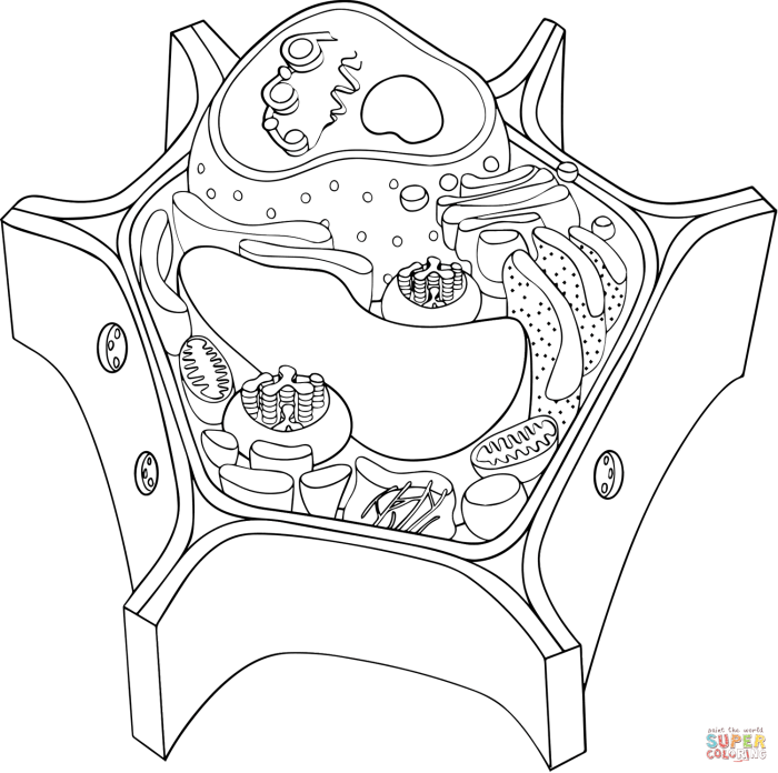 Coloring the cell animal and plant