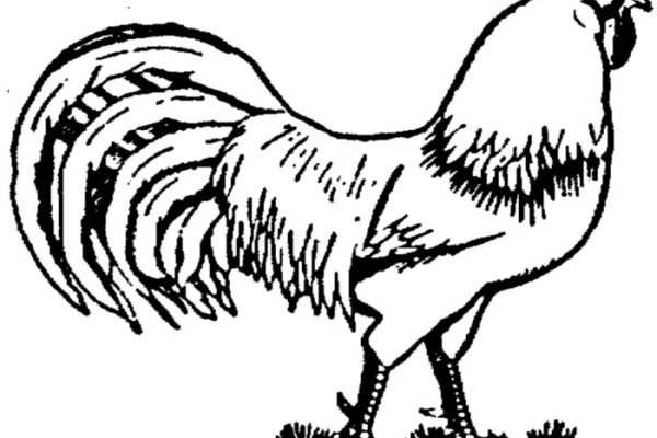 Realistic animals coloring pages