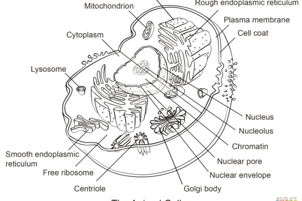 Animal cell coloring guide