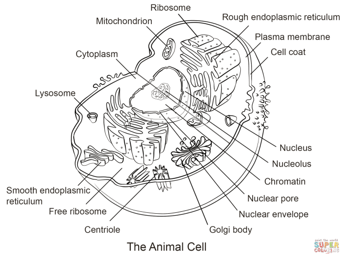 Animal cell coloring guide